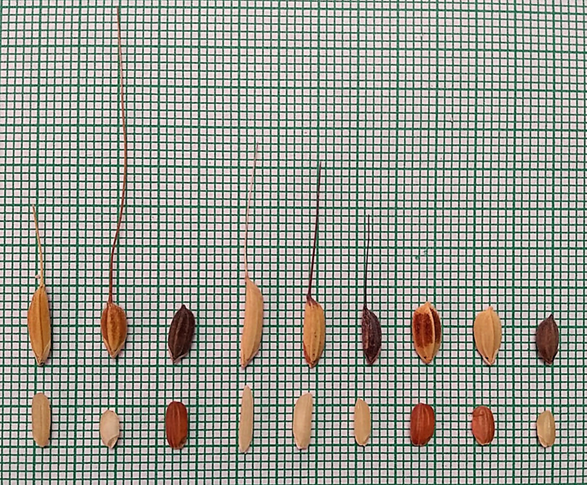 A-selection-of-rice-varieties-of-Bengal-Diverse-colors-of-the-hull-top-row-and-kernels.png
