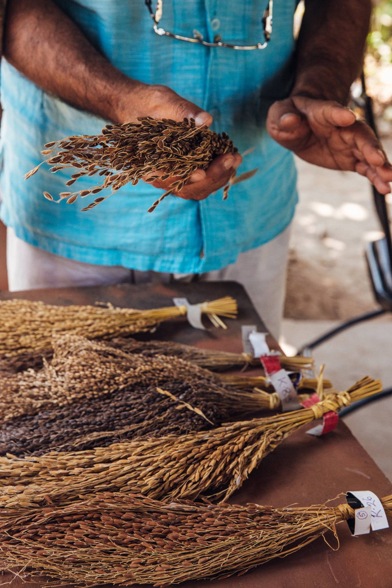 Examining Rice Panicle.jpg