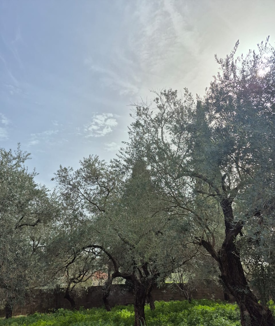Grandma_s Olive Field.jpeg