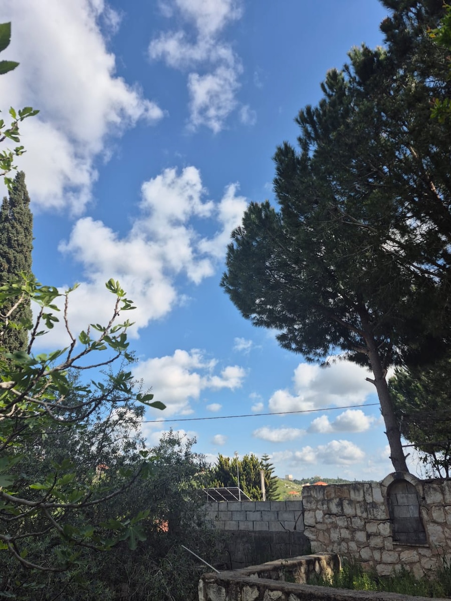 Grandma_s trees.jpg