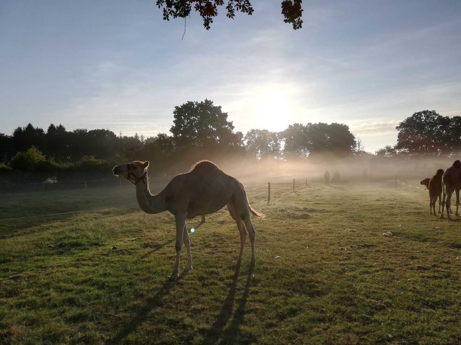 Kamelfarm Marquard3.JPEG