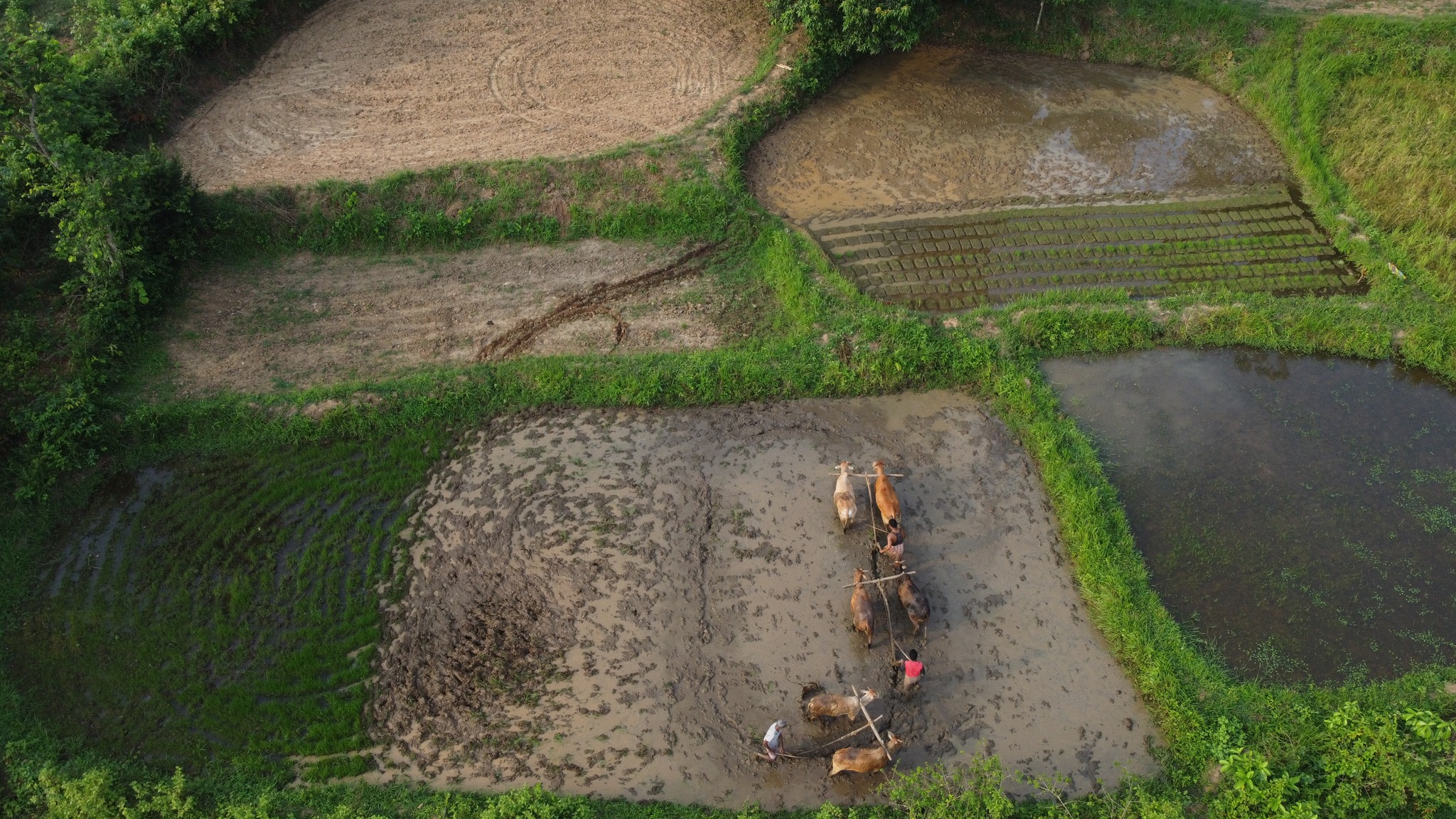Overview Tilling Fields.jpg