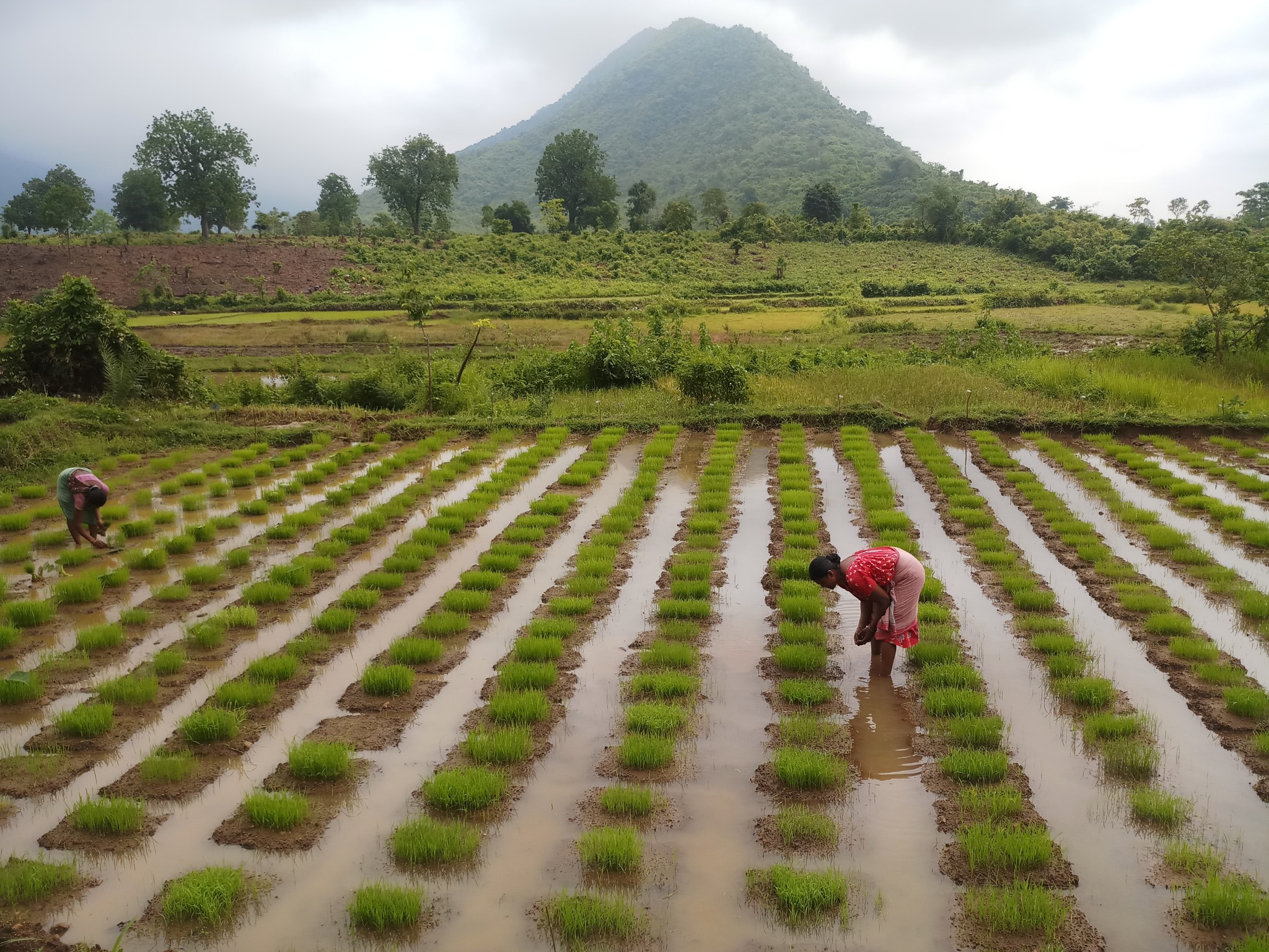 Planting Paddy.jpg