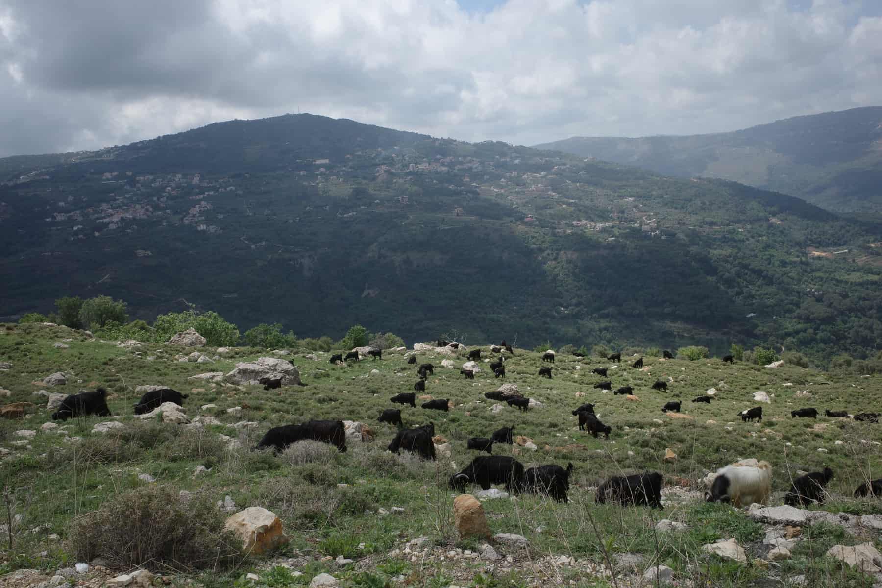photo by Michele Aoun