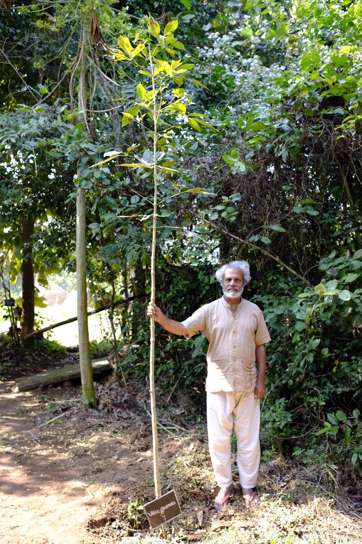 Rescued Bhadu Tree.jpg