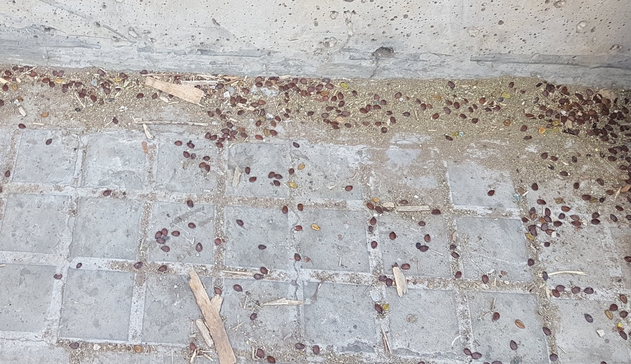 Seeds on the Ground after the Port Explosion.jpg