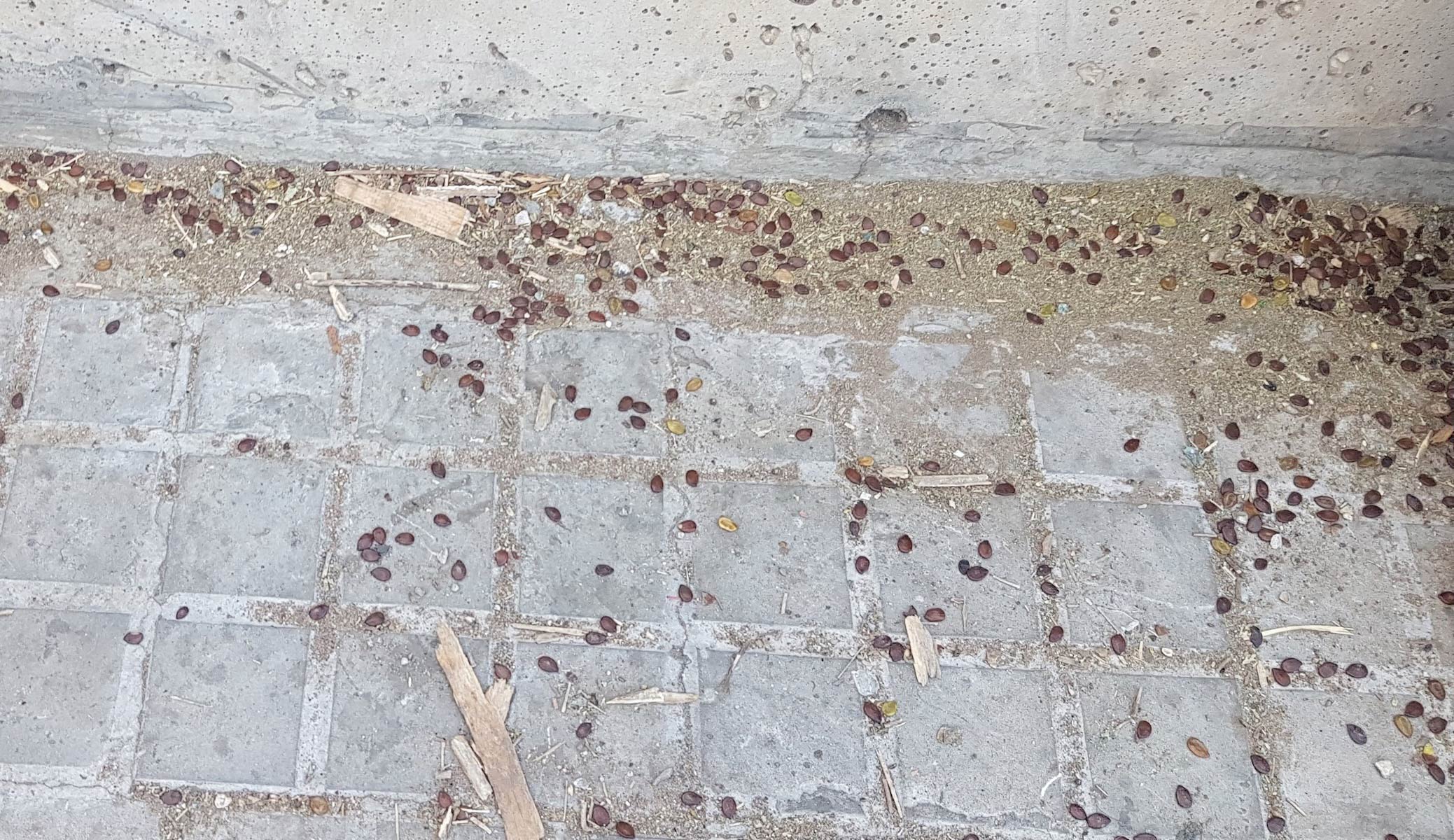 Seeds on the Ground after the Port Explosion.jpg