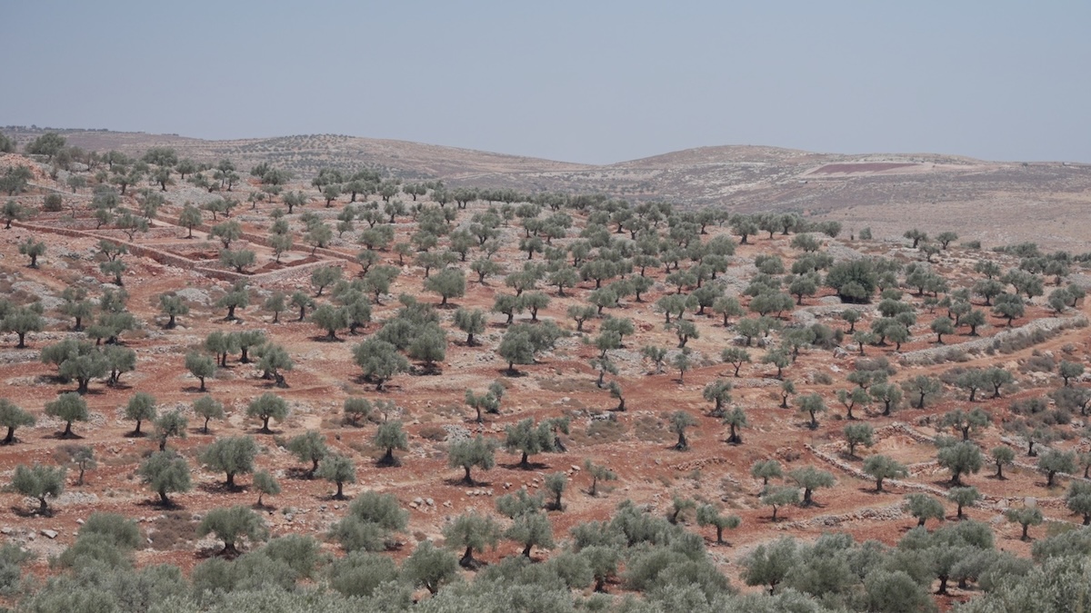 Taybeh (pictures courtesy of Brewgooder).jpg