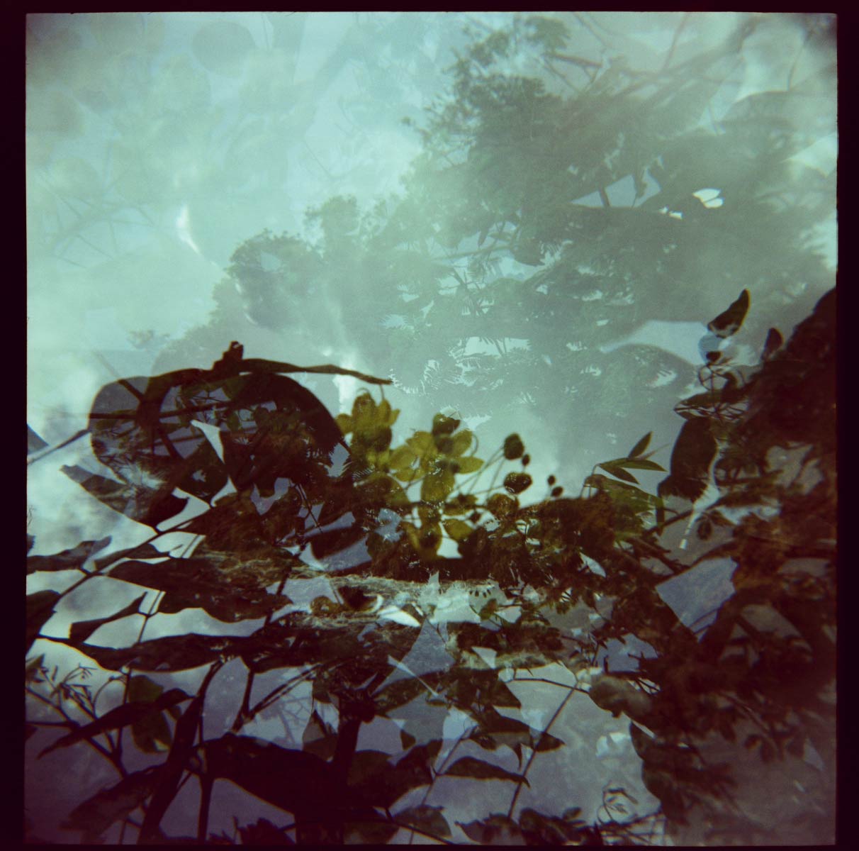 The Trees Remember (Trinidad & Tobago)