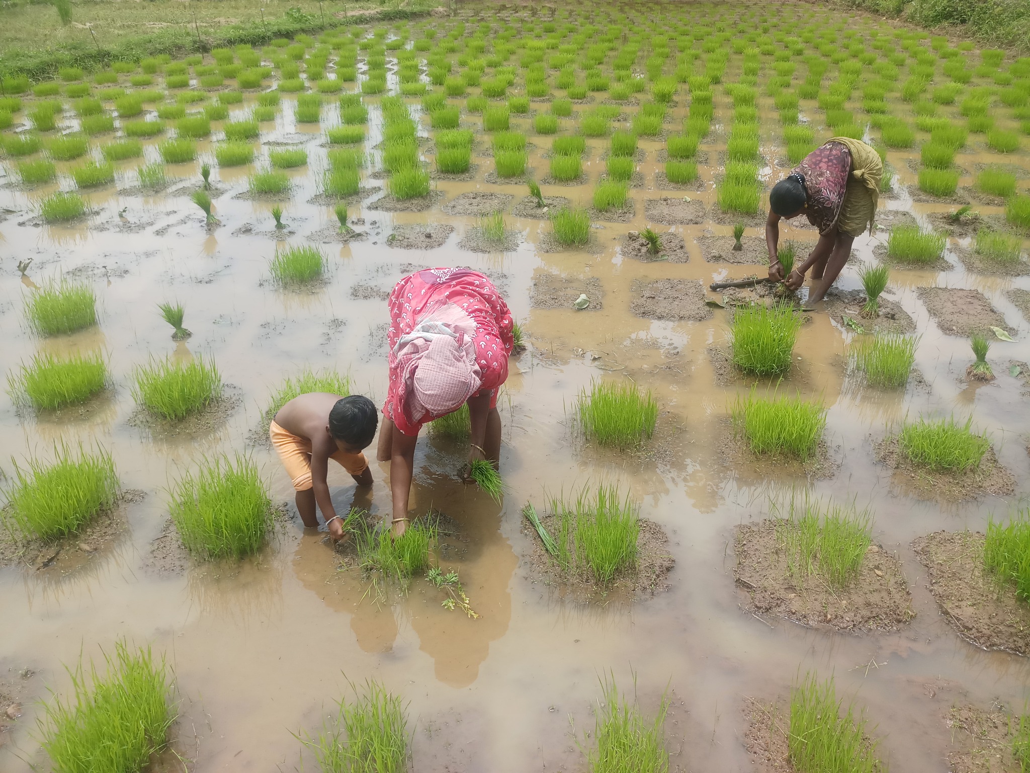 Village Workers Planting Paddy.jpg